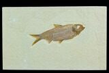 Fossil Fish (Knightia) - Green River Formation #122820-1